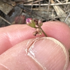 Drosera spatulata at Red Rocks, NSW - 22 Jun 2023