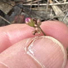 Drosera spatulata at Red Rocks, NSW - 22 Jun 2023 02:16 PM