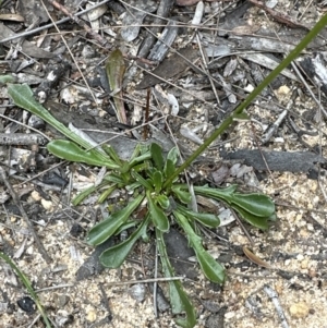 Goodenia bellidifolia at Red Rocks, NSW - 22 Jun 2023 02:27 PM
