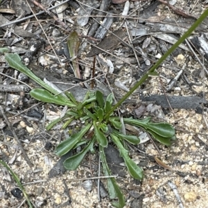 Goodenia bellidifolia at Red Rocks, NSW - 22 Jun 2023