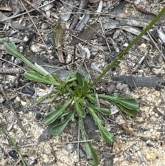 Goodenia bellidifolia (Daisy-leaf Goodenia) at Cambewarra Range Nature Reserve - 22 Jun 2023 by lbradleyKV
