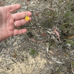 Goodenia bellidifolia at Red Rocks, NSW - 22 Jun 2023 02:27 PM