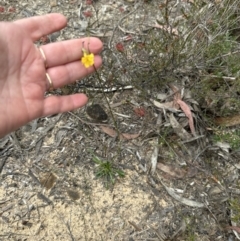 Goodenia bellidifolia at Red Rocks, NSW - 22 Jun 2023