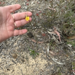 Goodenia bellidifolia at Red Rocks, NSW - 22 Jun 2023