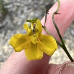 Goodenia bellidifolia at Red Rocks, NSW - 22 Jun 2023