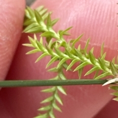 Selaginella uliginosa at Cambewarra Range Nature Reserve - 22 Jun 2023 by lbradley