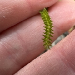 Unverified at suppressed - suppressed