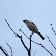 Ptilotula fusca (Fuscous Honeyeater) at Googong, NSW - 21 Jun 2023 by Wandiyali