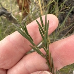 Bossiaea heterophylla (Variable Bossiaea) at Red Rocks, NSW - 22 Jun 2023 by lbradley