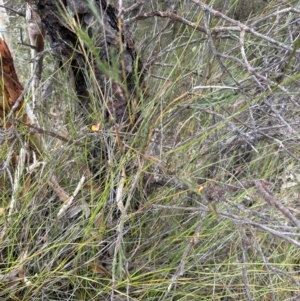 Bossiaea heterophylla at Red Rocks, NSW - 22 Jun 2023