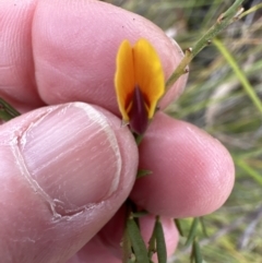 Bossiaea heterophylla at Red Rocks, NSW - 22 Jun 2023