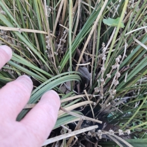 Lomandra multiflora at Molonglo Valley, ACT - 20 Jun 2023 10:16 AM