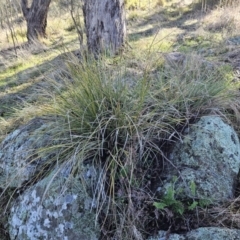 Lomandra multiflora at Molonglo Valley, ACT - 20 Jun 2023