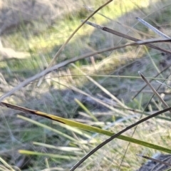 Lomandra multiflora at Molonglo Valley, ACT - 20 Jun 2023