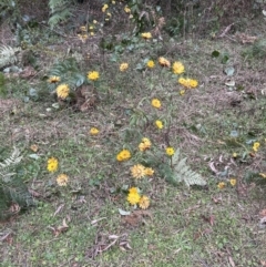 Xerochrysum bracteatum at Beaumont, NSW - 22 Jun 2023