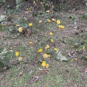 Xerochrysum bracteatum at Beaumont, NSW - 22 Jun 2023