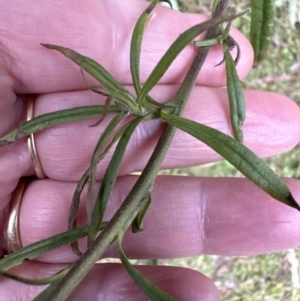 Xerochrysum bracteatum at Beaumont, NSW - 22 Jun 2023