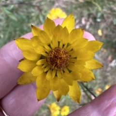 Xerochrysum bracteatum at Beaumont, NSW - 22 Jun 2023