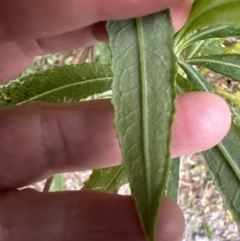 Senecio linearifolius (Fireweed Groundsel, Fireweed) at Beaumont, NSW - 22 Jun 2023 by lbradley