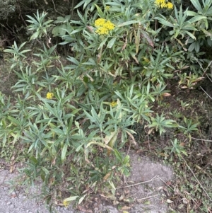 Senecio linearifolius at Beaumont, NSW - 22 Jun 2023