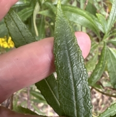 Senecio linearifolius at Beaumont, NSW - 22 Jun 2023 03:50 PM