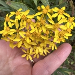 Senecio linearifolius at Beaumont, NSW - 22 Jun 2023