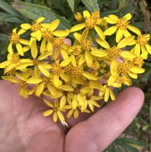 Senecio linearifolius at Beaumont, NSW - 22 Jun 2023 03:50 PM