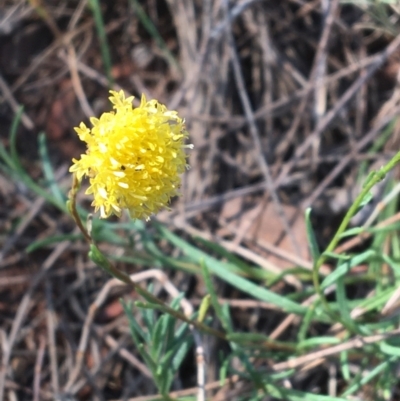 Rutidosis leptorhynchoides (Button Wrinklewort) at Red Hill, ACT - 14 Jan 2023 by Linden