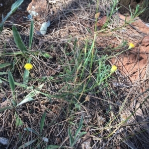 Rutidosis leptorhynchoides at Red Hill, ACT - 14 Jan 2023