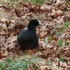 Fulica atra (Eurasian Coot) at Fadden, ACT - 22 Jun 2023 by RodDeb