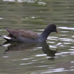 Gallinula tenebrosa (Dusky Moorhen) at Fadden Hills Pond - 22 Jun 2023 by RodDeb