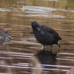 Gallinula tenebrosa at Fadden, ACT - 22 Jun 2023