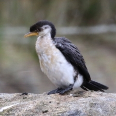 Microcarbo melanoleucos (Little Pied Cormorant) at Fadden Hills Pond - 22 Jun 2023 by RodDeb