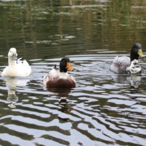 Anas platyrhynchos at Fadden, ACT - 22 Jun 2023