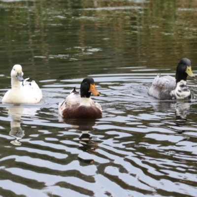 Anas platyrhynchos (Mallard (Domestic Type)) at Fadden, ACT - 22 Jun 2023 by RodDeb