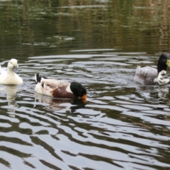 Anas platyrhynchos at Fadden, ACT - 22 Jun 2023