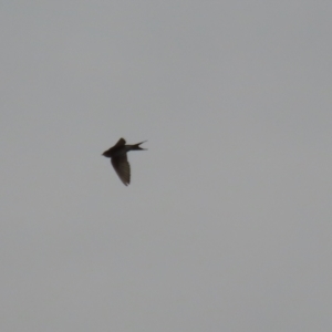 Hirundo neoxena at Fadden, ACT - 22 Jun 2023