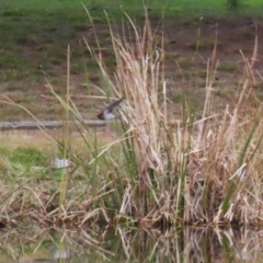 Hirundo neoxena at Fadden, ACT - 22 Jun 2023 01:22 PM