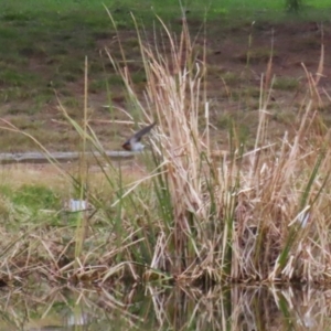 Hirundo neoxena at Fadden, ACT - 22 Jun 2023 01:22 PM