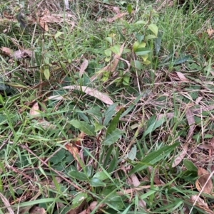 Ligustrum lucidum at Hackett, ACT - 22 Jun 2023 04:22 PM