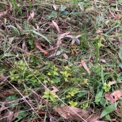 Ligustrum lucidum at Hackett, ACT - 22 Jun 2023 04:22 PM