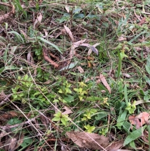 Ligustrum lucidum at Hackett, ACT - 22 Jun 2023 04:22 PM