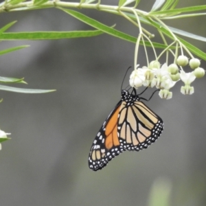 Danaus plexippus at Bargo, NSW - 27 Dec 2017