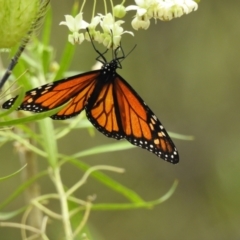 Danaus plexippus at Bargo, NSW - 27 Dec 2017