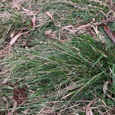 Nassella neesiana (Chilean Needlegrass) at Hackett, ACT - 22 Jun 2023 by waltraud