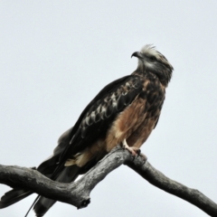 Lophoictinia isura (Square-tailed Kite) at Wollondilly Local Government Area - 26 Dec 2017 by GlossyGal