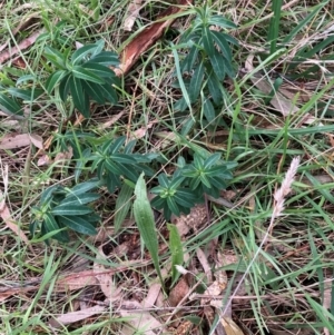 Euphorbia oblongata at Hackett, ACT - 22 Jun 2023 04:13 PM