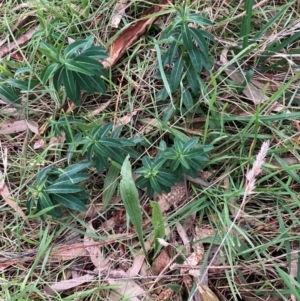 Euphorbia oblongata at Hackett, ACT - 22 Jun 2023
