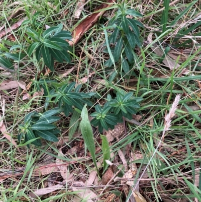 Euphorbia oblongata (Egg-leaf Spurge) at Mount Majura - 22 Jun 2023 by waltraud