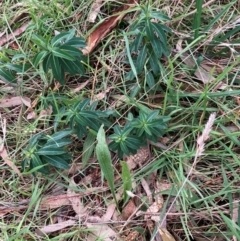 Euphorbia oblongata (Egg-leaf Spurge) at Hackett, ACT - 22 Jun 2023 by waltraud
